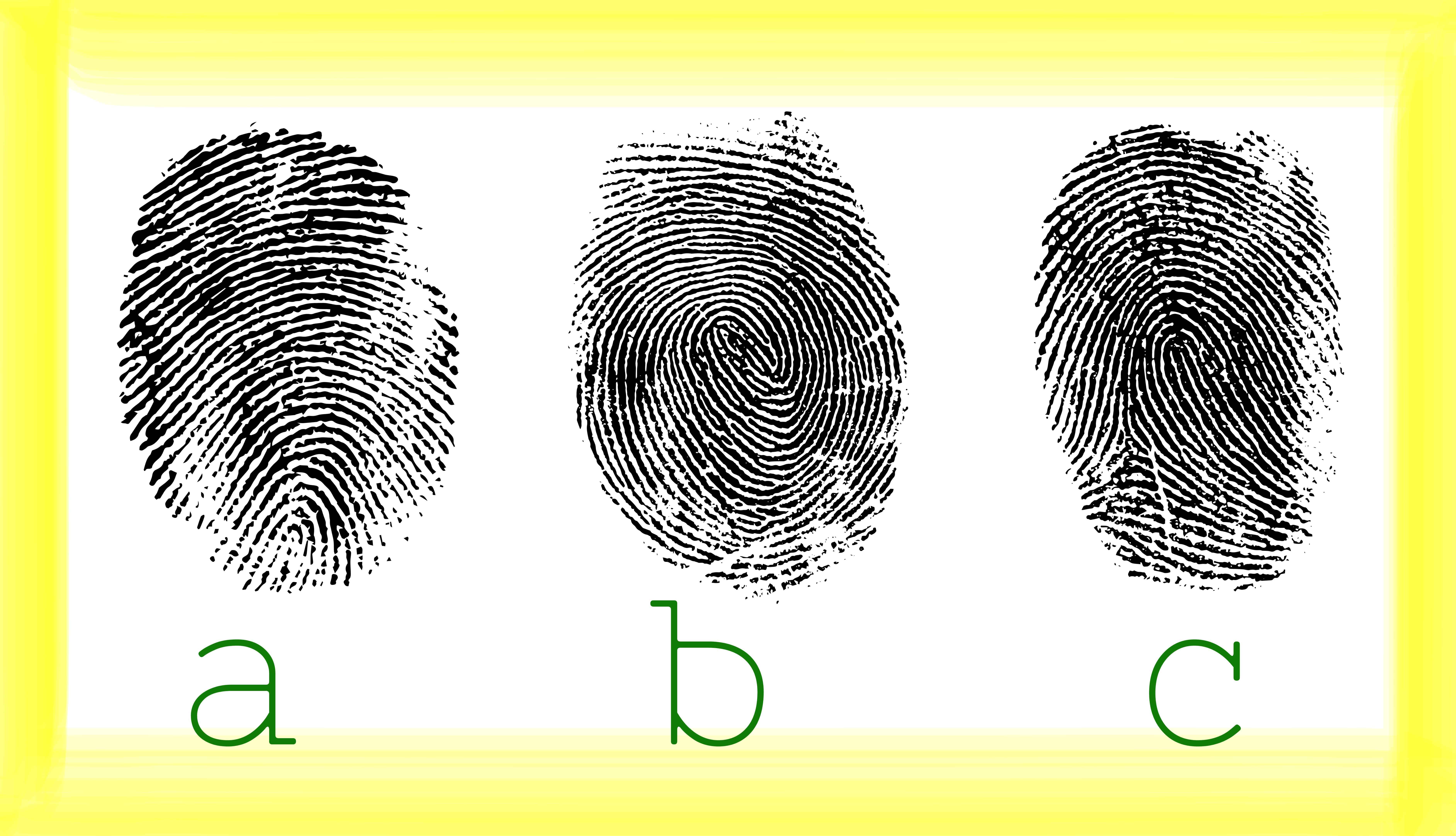 Ulnar And Radial Loops: What Your Fingerprints Really Say About You - 3jgcw1f