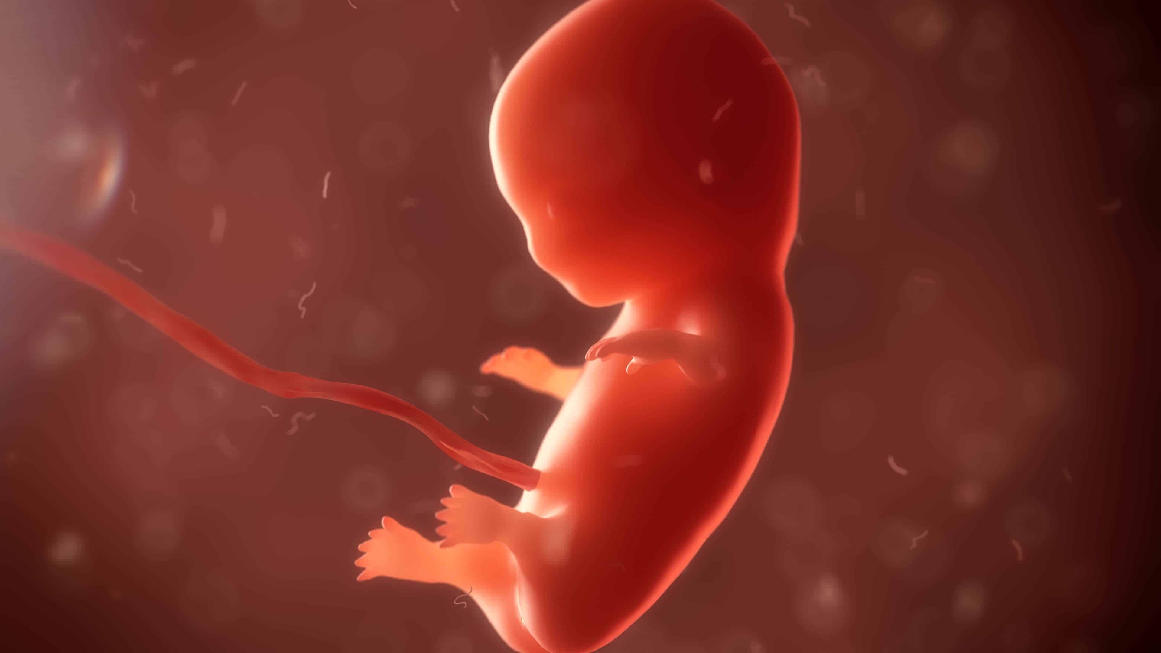 Внутриутробная жизнь ребенка
