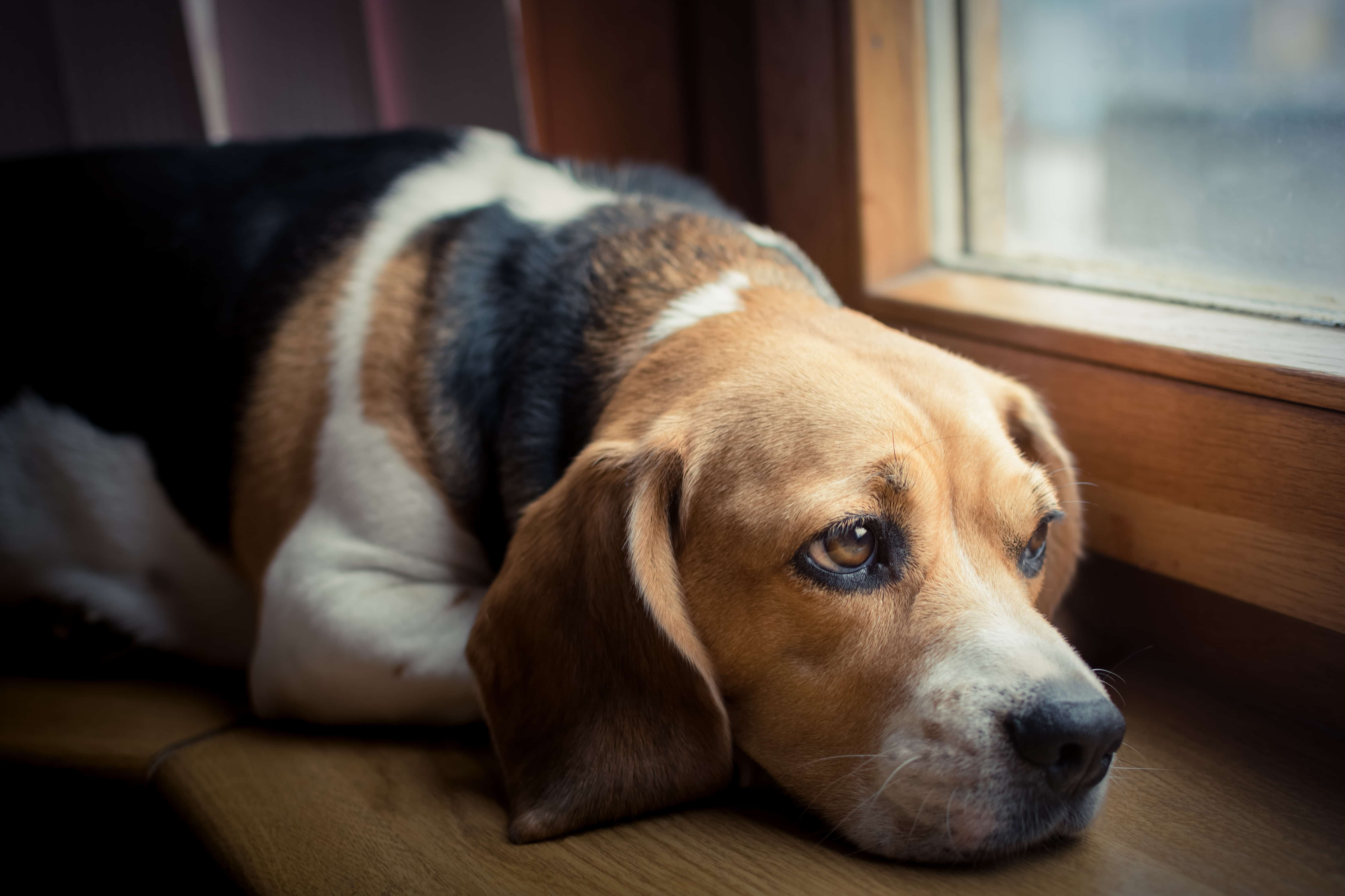 Your Dog Suffers From Separation Anxiety If He Does These 7 Things 