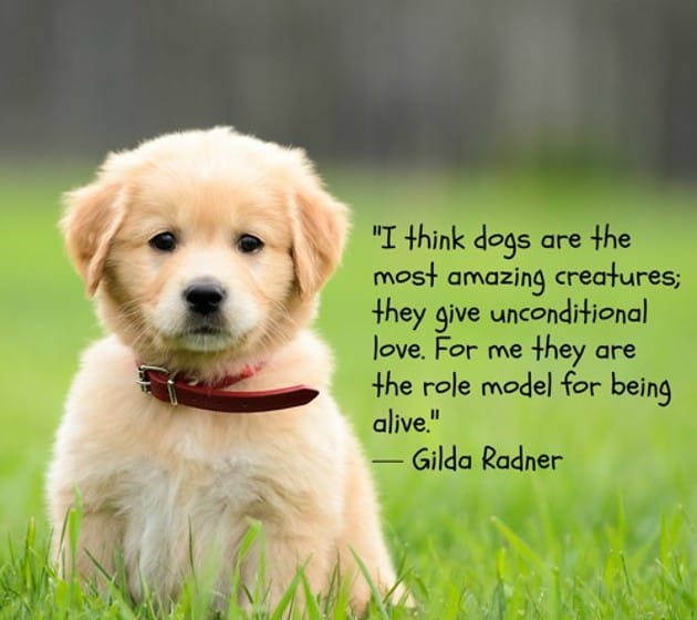 11 inspiring quotes that will make you love your dog even more ...