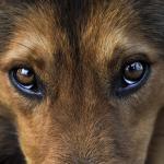 Dogs Eyes