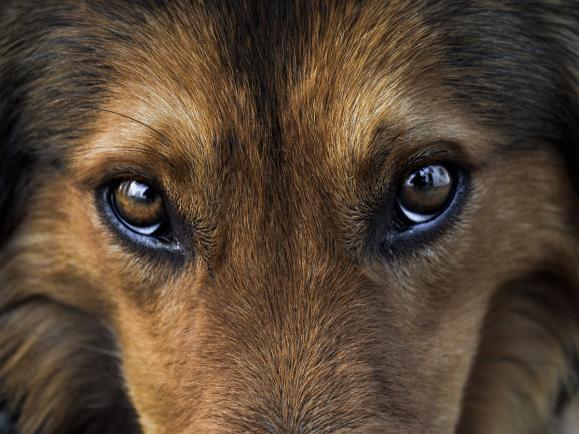 Dogs Eyes